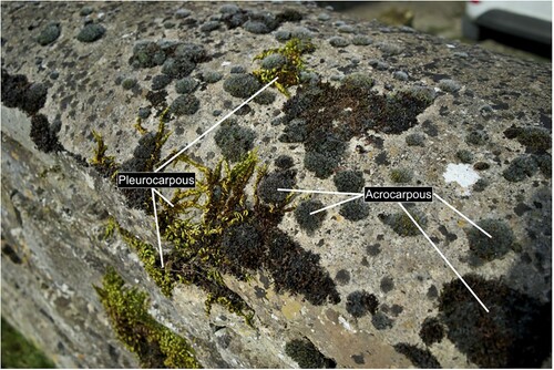Figure 1. Acrocarpous and pleurocarpous moss morphology on a cementitious mortar capped wall at Kelmscott Manor, Lechlade UK. Photo by authors