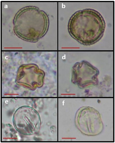 Figure 4. Wild and cultivated fossil pollen grains from south Levantine archaeological sites. (a) Wild Olea pollen from the Epipaleolithic site of Jordan River Dureijat. (b) Cultivated Olea pollen identified at the garden of King Herod the Great’s tomb complex at Herodium, first century BC. (c) Wild Vitis pollen extracted from the Epipaleolithic site of Jordan River Dureijat. (d) Cultivated Vitis pollen found at Byzantine Sepphoris. (e) Wild Phoenix dactylifera recovered from ca. 1.6 million years paleolake Zihor, Negev Desert. (f) Cultivated P. dactylifera pollen identified at the peristyle garden of the fortress/palace at Herodium, first century BC. Each bar represents 10 microns (photographed by D. Langgut, I. Fridman, and V. Epstein). Measurements comparing wild and cultivated grains of Olea pollen are presented in the Supplementary Material. Unfortunately, it was not possible to perform such a meticulous analysis on Phoenix dactylifera and Vitis pollen grains.