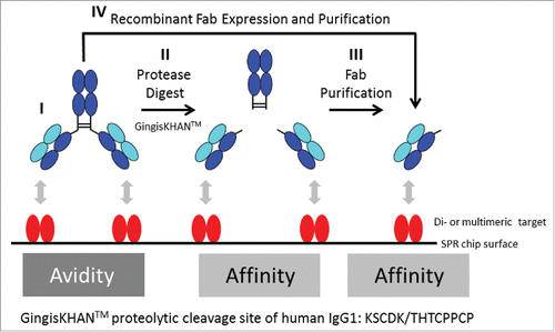 Figure 1. Avidity and affinity measurements by surface plasmon resonance (SPR) of antibodies and Fabs binding di- or multimeric targets. In contrast to IgGs targeting monomeric targets, it is often not possible to directly determine the affinity of IgGs binding di- or multimeric targets by SPR. In this case, and in both orientations of the SPR assay (immobilised/captured antibody or target, respectively), the affinity determinations are influenced by avidity, which refers to the accumulated strength of multiple affinities (I, only the assay format with the immobilized target protein is illustrated). To prevent avidity, IgGs are typically converted into Fabs, which are often obtained by endoprotease digest with a subsequent necessary Fab purification (II+III), or by recombinant Fab expression (IV). GingisKHAN™ is a specific and quantitative protease generating a homogenous pool of intact Fab and Fcs of human IgG1s without any over-digestion typical for unspecific proteolytic enzymes like papain. Here we tested if digestions with GingisKHAN™ allow direct high-throughput kinetic affinity determinations using SPR without any prior Fab purification needed (II).