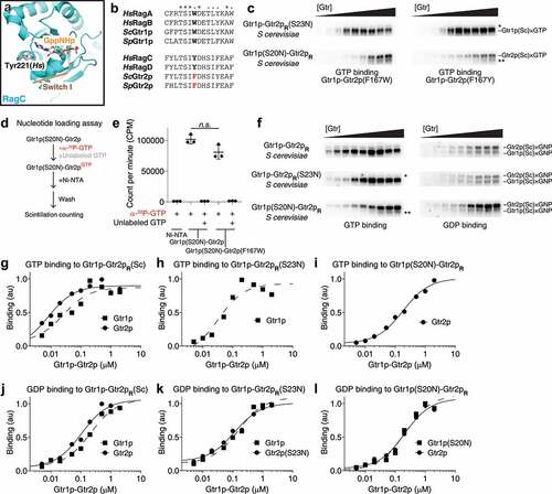 Figure 2. A mutation on Gtr2p restores the nucleotide crosslinking capabilities. (a) Crystal structure of the nucleotide-binding domain of human RagC (3LLU) reveals a tyrosine residue (Tyr221) in close proximity to the bound nucleotides. (b) Sequence conservation analysis of the Tyr221 residue on human RagC. A conserved aromatic residue occupies this position in Rag/Gtr GTPases. (c) GTP-binding assays using Gtr heterodimers carrying F167W (left panels) or F167Y (right panels) mutation on Gtr2p. The crosslinked bands corresponding to Gtr2p bound to GTP can be clearly resolved here. (d) Reaction scheme for the GTP loading experiment. (e) Quantification of the amounts of radioactively labelled GTP that remain bound to the GTPase by scintillation counting. Ni-NTA column is the blank control without any Gtr1p-Gtr2p. Columns 2 and 4: radioactively labelled GTP loading onto Gtr1p(S20N)-Gtr2p and Gtr1p(S20N)-Gtr2p(F167W) heterodimer, respectively. No significant change was observed. Columns 3 and 5: radioactively labelled GTP loading onto Gtr1p(S20N)-Gtr2p and Gtr1p(S20N)-Gtr2p(F167W) heterodimer in the presence of unlabelled GTP as a competitor. No radioactively labelled GTP was detected, suggesting the specificity of the binding event. (f) Nucleotide binding to Gtr1p-Gtr2pR. S. cerevisiae wild-type, Gtr1p(S20N)-Gtr2p, and Gtr1p-Gtr2p(S23N) heterodimers carrying F167W mutation were used. (g-l) Quantifications of the nucleotide-binding assays shown in panel D. The data were fit to a single-site binding equation.