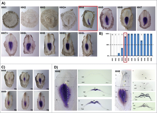 Figure 3. HoxB3 expression patterns. (A) Evaluation of HoxB3 gene expression by in situ hybridization. (B) Representation of the percentage of embryos that display HoxB3 expression. Numbers indicate the experimental N. Red boxes highlight the developmental stage where over 50% of the tested embryos present HoxB3 staining. (C) In situ hybridization images obtained with increasing times of staining, evidencing graded HoxB3 expression. (D) Transverse section analysis of HoxB3 expression patterns in different developmental stages. hn – Hensen's node; ps – primitive streak; ect – ectoderm; end – endoderm; epi – epiblast; hyp – hypoblast; hf – head fold; nt – neural tube; s – somite; psm – presomitic mesoderm; fg – foregut; nc – notochord.