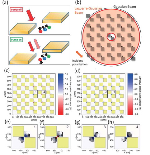 Figure 17. (a) Schematic illustration of the inversion of force direction on nanoparticles with particular resonance energies at metallic nanogaps. When nanoparticles are irradiated with a pump beam, a particular group of particles have gain, and the force on them is inverted. (b) Schematic illustration of super-resolution trapping. With only a Gaussian (G) beam (black circle), nanoparticles are trapped at every hot spot (nanogap). If they are irradiated with a Laguerre–Gaussian (LG) beam (donut beam), nanoparticles are also released from the hot spots in the overlapping region of these two beams because of force inversion. Thus, nanoparticles are trapped only around the singular point of the LG beam. (c)–(h) Calculated map of optical force on nanoparticles. Blue (red) color refers to the force toward (away from) the gap center. (c) Both Gaussian and LG beams are delivered. (e, f) Enlarged maps of areas 1 and 2 in (c). Black arrows show the direction map of the exerted force. (d) Only the Gaussian beam is delivered. (g, h) Enlarged maps of areas 3 and 4 in (d). The meaning of the black arrows is the same as in (e) and (f). (Parts (c)–(h) reprinted with permission from Ref [Citation79].©American Chemical Society)