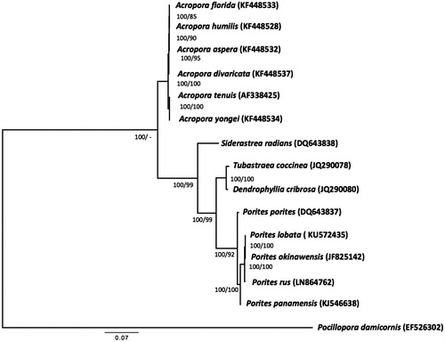 Figure 1. Phylogenetic tree of complete mitochondrial genomes from Porites lobata and other selected scleractinian coral species. The GenBank accession numbers are listed next to the species’ names. Numbers by each node represent the Bayesian posterior probability values (left) with 1.1 million generations obtained by MrBayes (Ronquist et al. Citation2012) and the maximum-likelihood bootstrap values (right) with 1000 replicates, obtained by PhyML (Guindon et al. Citation2010). Pocillopora damicornis was used as an outgroup for tree rooting.