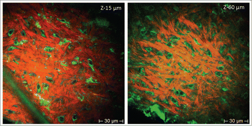Figure 3. Label-free HAP stem cells in the bulge of the mouse whisker imaged with multiphoton tomography. Images are produced due to the 2-photon-excitation-induced autofluorescence of cells and SHG of collagen fibrillar structures at different depths (z-15 µm and z-60 µm, 760 nm excitation). In these autofluorescence images, fluorescence is detected mainly in the cytoplasm including extrusions, but not in the nucleus. Label-free HAP stem cells within the hair follicle bulge have the same morphology and size as the ND-GFP HAP stem cells with a round-shaped body and with typically 2–3 extrusions (green color). Collagen is imaged by SHG (red [pseudo color coded]).