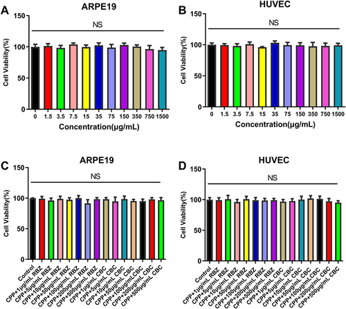 Figure 2 Cell viability effects of 5-FITC-CPP, 5-FCR, and 5-FCC on ARPE-19 cells and HUVECs were analyzed using the CCK-8 assay. (A) The activity of ARPE-19 cells under the intervention of different concentrations of 5-FITC-CPP. (B) The activity of HUVECs under the intervention of different concentrations of 5-FITC-CPP. (C) The activity of ARPE-19 cells under the intervention of different concentrations of 5-FCR and 5-FCC. (D) The activity of HUVECs under the intervention of different concentrations of 5-FCR and 5-FCC. NS: no significance.