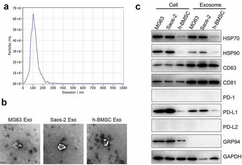 Figure 2. Exosomes were extracted using ultracentrifugation. a. Nanoparticle tracking analysis was used to measure the distribution of particle size (60,000×). b. The ultrastructure of exosomes was visualized by TEM. c. The expression level of HSP70, HSP90, CD63, CD81, PD-1, PD-L1, PD-L2, GRP 94 and GAPDH was detected by Western blotting assay