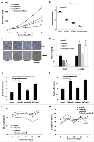 Figure 7. Buformin synergizes with paclitaxel to suppress the growth of SiHa xenografts. (A) As the growth curve demonstrates, compared to the control group, tumor growth was significantly suppressed in both the buformin and paclitaxel groups (P = 0.037 and 0.015, respectively). Moreover, the combined therapy of buformin and paclitaxel showed even greater suppressive effects (P = 0.002, compared to the control group); (B) tumor weights in each group also presented similar trends as the tumor growth curve (P = 0.039, 0.033 and 0.01, respectively); (C and D) Comparing to the control, the expression of Ki-67 were dowregulated nearly 50% in tumors treated with buformin or paclitaxel (P = 0.021 and 0.036, respectively), which was further suppressed to just 20% in the combination group (P = 0.006). As a direct target of buformin, the phosphorylation of AMPK was upregulated in tisses treated with buformin and the combined therapy (P = 0.042 and 0.033, respectively), while no change was detected in the control group or the paclitaxel group. (E and F) compared to the control, both the lactate level and LDH activity were significantly upregulated in mice treated with buformin or buformin plus paclitaxel, while mild changes were detected in mice treated with paclitaxel; (G and H) compared to the control, neither the body weights of mice or blood glucose levels differed significantly in the other three groups. *: p < 0.05; **: P < 0.01; NS: not significant.