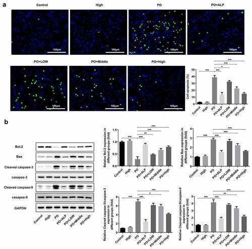 Figure 3. WFA suppressed cell apoptosis of kidney tissues in PO mouse model. (a) Cell apoptosis was examined using TUNEL staining. (b) The levels of apoptosis-related proteins including Bcl-2, Bax, cleaved caspase-3 and cleaved caspase-9 was tested by western blotting. N = 10 in each group. Data were expressed as mean ± standard deviation. *P < 0.05, **P < 0.01 and ***P < 0.001. WFA, Withaferin A; PO, potassium oxonate; ALP, Allopurinol; TUNEL, Terminal-deoxynucleoitidyl Transferase Mediated Nick End Labeling