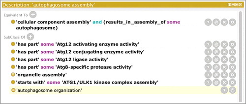 Figure 4. The GO term ‘autophagosome assembly’ showing relationships to molecular functions. A screenshot of the Protégé ontology-editing toolCitation33 focusing on ‘autophagosome assembly’ (GO:0000045). The top part of the panel displays the equivalence axiom for the term ‘autophagosome assembly’ which states that the term is equivalent to a type of ‘cellular component assembly’ that results in the assembly of an ‘autophagosome’. The lower part of the panel shows the relations between this term and other terms in the ontology. The last row displays the result of computational reasoning and shows that, based on the equivalence axiom, ‘autophagosome assembly’ (GO:0000045) is a type of ‘autophagosome organization’ (GO:1905037). Rows that are not shaded in the lower part of the panel indicate relationships that have been asserted by an editor. For example, the ‘autophagosome assembly’ process has been asserted as a type of ‘organelle assembly’ (GO:0070925), and the ‘starts_with’ row indicates that the process starts with the creation of the Atg1/ULK1 complex. The ‘has_part’ rows show GO molecular functions that are necessary for autophagosome assembly to occur.