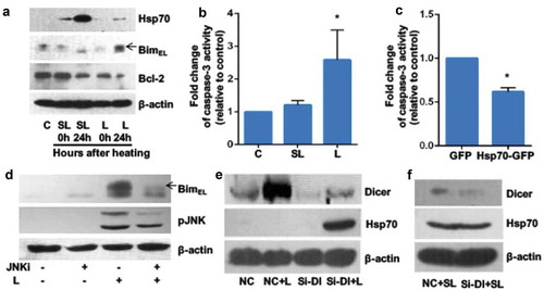 Figure 1. Exposure to lethal heat stress induces expression and activity of apoptotic markers in granulosa cells in vitro.