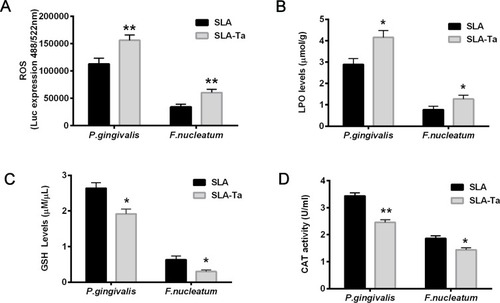 Figure 5 The fluorescence intensities of ROS (A), LPO levels (B), GSH levels (C) and CAT activities (D) of P. gingivalis and F. nucleatum co-cultured with SLA/SLA-Ta samples for 24hrs. *P<0.5, significantly different from the control SLA group. **P<0.01, significantly different from the control SLA group.Abbreviations: ROS, reactive oxygen species; LPO, lipid peroxidation; GSH, glutathione, CAT-catalase.