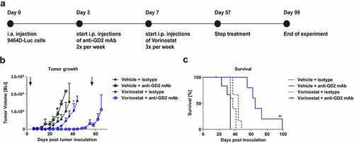 Figure 4. Combined treatment with anti-GD2 mAbs and Vorinostat increases survival of intra-adrenal tumor-bearing C57Bl/6 albino mice. (a) Diagram shows the treatment schedule for immunocombination therapy using anti-GD2 mAb and Vorinostat. C57Bl/6 albino mice were inoculated intra-adrenally with 1 × 106 9464D-luc cells on day 0. Anti-GD2 mAb therapy was initiated on day 3 and repeated two times per week. Vorinostat therapy was initiated on day 7 and given for 3 consecutive days and this scheme was repeated weekly for eight weeks (until day 57), where after treatment was stopped. Tumor growth was monitored using bioluminescent imaging. (b) Intra-adrenal neuroblastoma tumor growth was monitored twice weekly using bioluminescence. Quantification of the bioluminescent count represents tumor growth. Arrows indicate start and end of treatment regimen. Mean tumor volumes of each treatment group are depicted (# p < .05 for anti-GD2 vs. Vorinostat + anti-GD2 mAb) (* p < .05 for Vorinostat vs. Vorinostat + anti-GD2 mAb). (c) Kaplan-meier curves show survival percentages of mice inoculated intra-adrenally with 9464D-luc cells receiving isotype, anti-GD2 mAb, Vorinostat or anti-GD2 mAb + Vorinostat treatment (n = 6 per group, one mouse in the isotype group was excluded from the analysis due to a water kidney).