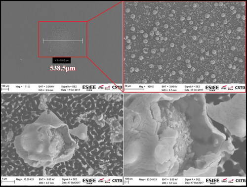 Figure 5. SEM images of Aspergillus niger impaction onto a black silicon surface.
