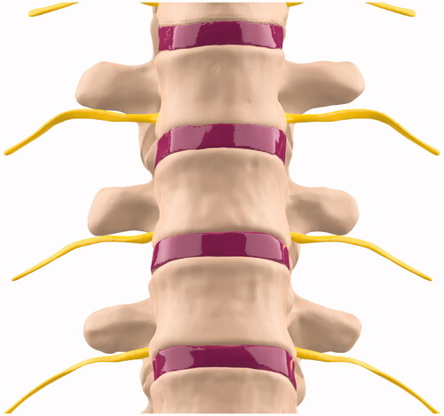 Figure 16. Abigail De Rancourt De Mimérand – Close-up still image of a 3D model of the thoracic vertebral column highlighting the intervertebral discs.