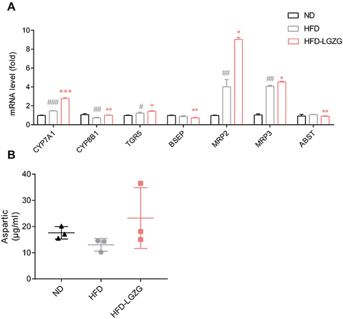 Figure 7 Effect of LGZGD on hepatic bile acid metabolism dysfunction in IR rats. (A) mRNA expression of bile acid synthesis and transport genes in the liver. (B) The concentration of aspartic acid in serum. HFD vs ND, #p < 0.05, ##p < 0.01, ###p < 0.001; HFD-LGZG vs HFD, *p < 0.05, **p <0.01. (n=3 per group). In the present test, HFD-LGZG is HFD-LGZG-M.