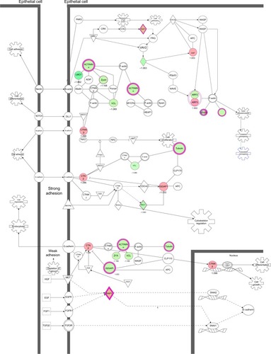 Figure 14 PLB regulates epithelial adherent junction signaling pathway in PC-3 cells.