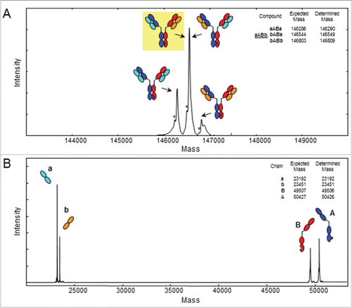 Figure 3. ESI-QTOF MS of the knobs-into-holes antibody. Deconvoluted spectrum of (A) the deglycosylated, intact knobs-into-holes antibody demonstrating the presence of 3 different masses representing the 4 antibodies theoretically possible by combinations of the knob heavy chain A (blue), the hole heavy chain B (red), and 2 different light chains a (cyan) and b (orange). The intended bispecific antibody aABb (yellow background) and bABa are isobaric and thus cannot be distinguished by mass spectrometry of the intact antibody. (B) Deconvoluted spectrum of the deglycosylated, TCEP-reduced knobs-into-holes antibody showing the presence of the knob and hole heavy chains and 2 different light chains. Expected and determined average masses are listed in the upper right corners. *Without C-terminal Gly.