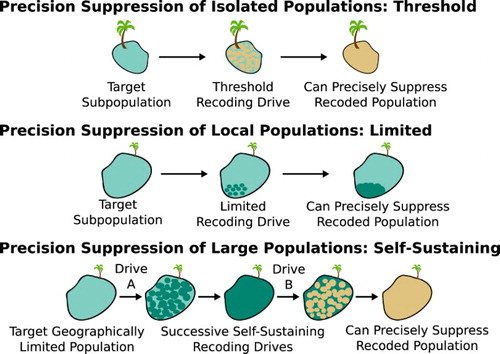 Figure 5. Precision drive systems can safely suppress small populations by first recoding them with a local drive, or in some cases by targeting natural mutations unique to a target population. Larger populations might rely on successive standard drives for recoding, but this risks the first recoding drive spreading into other populations before it is replaced by the second recoding drive. Adapted from Esvelt et al. (Citation2014).