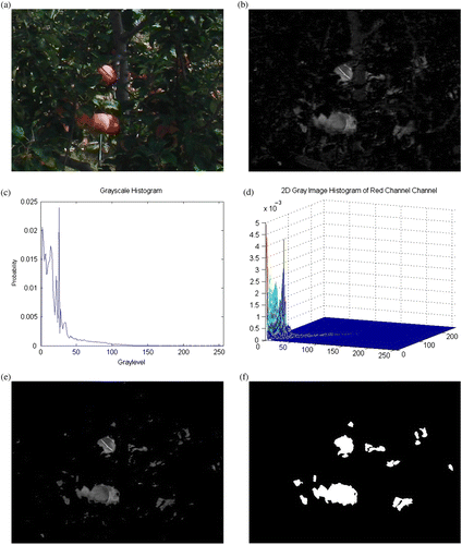 Figure 5 Results of proposed approach with shadows and occluded leaves and branches. (a) A test image with shadows and occluded leaves and branches; (b) Recognition with + a* channel, where some small parts which belong to green leaves and branches, directly turn black and their gray-levels remain 0, and ripe Fuji apples are well preserved; (c) Grayscale histogram of (b); (d) Grayscale two-dimensional histogram of (b); (e) Segmental resulting with fuzzy two-dimensional entropy based on optimized GA, where the most majority of backgrounds are removed; (f) Morphological operation resulting of (e), where even the occluded red apples are well preserved.