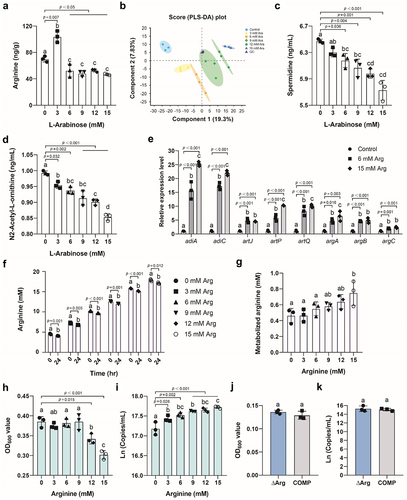 Figure 7. L-Arabinose reduces Stx2 phage production in E. coli O157:H7 by inhibiting arginine transport and metabolism Intracellular arginine levels of E. coli O157:H7 upon 24 h growth in LB medium supplemented with 0, 3, 6, 9, 12, and 15 mM L-arabinose (a). Partial least squares discriminant analysis (PLS-DA) plot of metabolites in 0, 3, 6, 9, 12, and 15 mM L-arabinose treatment groups (b). Spermidine concentrations in the supernatants of E. coli O157:H7 upon 24 h growth in LB medium supplemented with 0, 3, 6, 9, 12, and 15 mM L-arabinose (c). N2-Acetyl-L-ornithine concentrations in the supernatants of E. coli O157:H7 upon 24 h growth in LB medium supplemented with 0, 3, 6, 9, 12, and 15 mM L-arabinose (d). Arginine (Arg) transport and metabolism gene expression levels of E. coli O157:H7 upon 24 h growth in LB medium supplemented with 6 mM or 15 mM L-arabinose (e). Arginine concentrations in the supernatants of culture medium upon 0 and 24 h growth in LB medium supplemented with 0, 3, 6, 9, 12, and 15 mM arginine (f). Metabolized arginine concentrations by E. coli O157:H7 upon 24 h growth in LB medium supplemented with 0, 3, 6, 9, 12, and 15 mM arginine (g). Cell densities (h) and Stx2 phage production (i) of E. coli O157:H7 upon 24 h growth in LB medium supplemented with 0, 3, 6, 9, 12, and 15 mM arginine. Cell densities (j) and Stx2 phage production (k) of E. coli O157:H7 upon 24 h growth in arginine-deficient (ΔArg) culture medium or arginine-complemented (COMP) culture medium supplemented with 6 mM L-arabinose as the sole carbon source. Data in Figures 7a and 7c−7k are presented as mean ± standard deviation and analyzed based on three biological replicates.