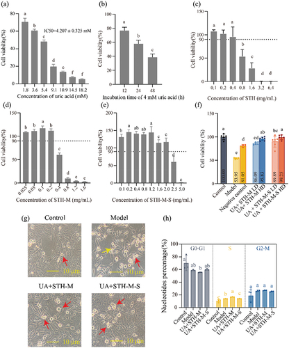 Figure 1. Effects of UA, STH, STH-M and STH-M-S on the viability, morphology and cell cycle of HK-2 cells. (a–e), effects of UA, STH, STH-M and STH-M-S on viability of HK-2 cell (n = 6). Different letters in the column mean significant difference (p < .05). (a) dose-dependent cytotoxicity of UA: cells were treated with 1.8–18.2 mM UA for 24 h. (b) time-dependent cytotoxicity of UA: cells were treated with 4.0 mM UA for 12–48 h. (c) effect of STH on cell viability: cells were treated with 0.1–6.4 mg/mL STH for 24 h. (d) effect of STH-M on cell viability: cells were treated with 0.025–1.6 mg/mL STH-M for 24 h. (e) effect of STH-M-S on cell viability: cells were treated with 0.025–1.6 mg/mL STH-M-S for 24 h. (f–g), protective effects of different concentrations of STH-M and STH-M-S on uric acid-induced HK-2 cell damage on the morphological characteristics and cell viability. (f) the viability of HK-2 cells. Data are plotted as mean ± SD (n = 6). The same letter means no significant difference. (g) cell morphology was observed using an optical microscope at a magnification of 40×. Red arrows indicate apoptotic cells and yellow arrows indicate urate crystals. UA+ STH-M LD group: cells were treated with 0.06 mg/mL STH-M, UA+ STH-M HD group: cells were treated with 0.10 mg/mL STH-M, UA+ STH-M-S LD group: cells were treated with 0.13 mg/mL STH-M, UA+ STH-M-S HD group: cells were treated with 0.26 mg/mL STH-M-S. (h) Cell cycle analysis performed after 24 h of treatment with uric acid and 0.1 mg/mL STH-M and 0.26 mg/mL STH-M-S (after 24 h of uric acid treatment). The same letter means no significant difference (n = 3).