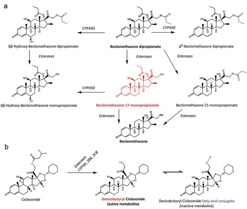 Figure 3. (A) Metabolic pathway of beclomethasone dipropionate (BDP) to active metabolite beclomethasone 17-monopropionate (17-BMP), along with other metabolites assumed to have lower activity to the glucocorticoid receptor. Metabolism of parent compound is mediated by esterase and CYP3A enzymes within the lung epithelium. (B) Metabolic pathway of ciclesonide to active metabolite desisobutyryl-ciclesonide, along with the inactive fatty acid conjugate