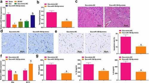 Figure 3. Elevated miR-150-5p promotes BMSCs-exosomes-mediated protective effects on cerebral I/R injury. A, miR-150-5p level in rat brain tissue was detected by RT-qPCR; B, the neurological function score in MCAO rats after injection with Exo- miR-150-5p-mimic; C, the pathological damage in rat brain (scale bar = 50 μm) after injection with Exo-miR-150-5p-mimic was examined by HE staining; D, the pathological damage in rat brain (scale bar = 50 μm) after injection with Exo-miR-150-5p-mimic was detected by Nissl staining; E, cell apoptosis in rat brain tissue (scale bar = 50 μm) after injection with Exo-miR-150-5p-mimic was assessed by TUNEL staining; F, the levels of Bax and Bcl-2 mRNA in rat brain tissue after injection with Exo-miR-150-5p-mimic were examined by RT-qPCR; G, the levels of inflammatory factors (TNF-α, IL-1β, IL-6) in rat brain after injection with Exo-miR-150-5p-mimic were detected by ELISA; A-G, n = 6; * P < 0.05 vs. the Sham group; # P < 0.05 vs. the MCAO group; & P < 0.05 vs. the Exo-mimic-NC group. the data were expressed as mean ± standard deviation, the t-test was used for the comparison between two groups; one-way ANOVA was used for comparisons among multiple groups and Tukey’s post hoc test was used for pairwise comparisons.