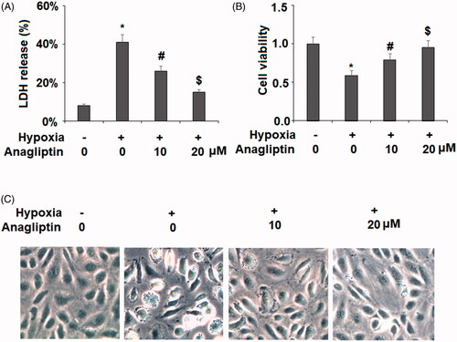 Figure 2. Anagliptin attenuated hypoxia-induced LDH release in cardiac H9C2 cells. Cells were pretreated with anagliptin (10, 20 μM) for 6 h. Then, cells were subjected to hypoxia for 24 h. (A). LDH release from H9C2 cells; (B). Cell viability was measured by MTT assay; (C). Cell morphology of H9C2 cells (*, #, $, P < .01 vs. previous group).