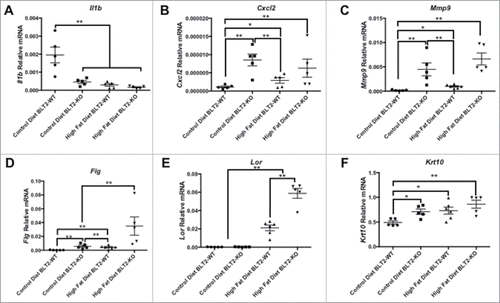 Figure 4. The skin from BLT2 knockout mice exhibits increased levels of inflammatory, matrix degradation and differentiation markers compared with tissue from T2D animals. Q-PCR for (A) Il1b, (B) Cxcl2, (C) Mmp9, (D) Flg, (E) Lor and (F) Krt10, relative to actb in skin from WT and BLT2 knockout mice under control or high fat diet for 5 weeks. Data represent the mean ± SEM of n = 5 per group, *p < 0.05 **p < 0.01 non-parametric One-Way ANOVA with Tukey's post hoc test.