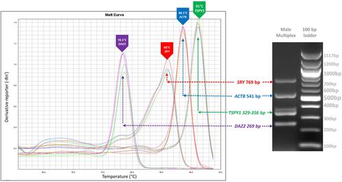 Figure 4 qPCR melt curve analysis of 3 Y markers (SRY, DAZ2 and TSPY1) and housekeeping (ACTB) genes.