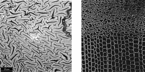 Figure 5.  Micrograph of uniformly densified spruce latewood cells after compression at 140°C under saturated moisture conditions (Navi and Heger Citation2005). Micrograph of the boundary between the compressed surface and uncompressed regions of wood (Inoue et al. Citation1990)