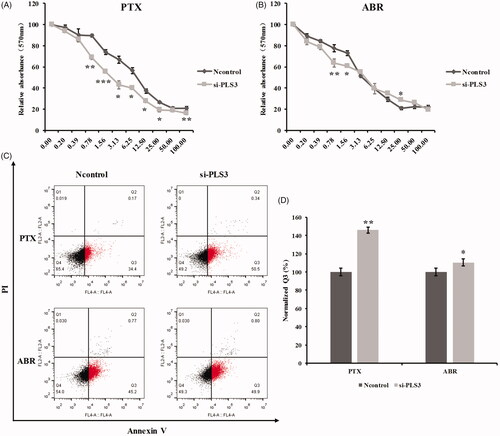 Figure 2. Down-regulation of plastin 3 (PLS3) augments the cell’s sensitivity to paclitaxel (PTX) and Abraxane (ABR). The cell survival rate was determined by sulforhodamine B assay, and cells were treated with the indicated doses of PTX (A) or ABR (B) for 48 h. (C) Representative dot plots showing apoptosis in cells treated with 6 nM PTX or ABR after incubation for 6 h. Apoptotic cells were stained with Annexin V-APC/PI and then analyzed by flow cytometry. (D) Quantification of the Q3 population and histogram plots showing an increase in apoptosis upon PLS3 down-regulation. The analysis was carried out using FlowJo 10.0 software. ***p < .001, **p < .01, *p < .05. All the data represent the means ± SD of three independent experiments.