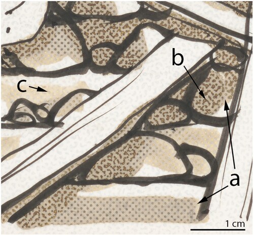 Figure 4. Common condition issues in a DuoShade example, where the light tone is a regular dot pattern and the dark tone is the regular dot pattern surrounded by irregular stipples: a) yellow-brown staining of the white paper where the light and dark developers were applied; b) discoloration of the irregular stipple pattern revealed by the dark developer; c) fading of the regular dot pattern revealed by the light developer. Detail: Pat Oliphant, [And, being a non-Communist junta, we can count on automatic U.S. support!], 1973, ink on chemigraphic paper, sheet 31 × 45 cm, Lot 15351 no. 47, Library of Congress Prints and Photographs Division.
