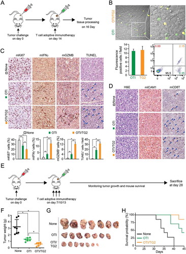 Figure 3. Retroviral transduction of TAGLN2 potentiated the antitumor activity of CD8+ T cells in vivo. (a) Schematic experimental design of T-cell adoptive transfer for determining the activity of OTI CD8+ T cells. (b) Infiltration of adoptively transferred OTI EV-CD8+ T and OTI TG2-CD8+ T cells into tumor sites. Confocal (top) and representative flow cytometric profile (bottom, right) revealed tumor-infiltrated OTI EV-CD8+ T and OTI TG2-CD8+ T cells. The number of infiltrated cells per field (300 μm × 300 μm) is represented as a bar graph (bottom, left). (c, d) IHC and TUNEL analyses of OVA-E0771 tumors. IHC was performed using antibodies against mICAM-1, mCD8T, mKi-67, mIFNγ, and mGZMB. TUNEL assays were used to determine apoptotic cell death in tumor sites. Arrowheads indicate the TUNEL-positive cells. The average percentages of positive cells and TUNEL-positive cells were represented as bar graphs. H&E, hematoxylin and eosin. *P < 0.05. (e) Schematic experimental design of T-cell immunotherapy for E0771 tumors. OTI EV-CD8+ T or OTI TG2-CD8+ T cells were intravenously injected into the tails of mice on days 7, 10, and 13 after tumor inoculation. (f, g) Tumor weights and sizes, as shown using a statistical weight graph (f) and photograph (g). (h) Kaplan-Meier survival curve of OVA-E0771 tumor-bearing mice after adoptive transfer of OTI EV-CD8+ T or OTI TG2-CD8+ T cells. Survival time was defined as the day of death or euthanasia due to a tumor greater than 3,000 mm3 in size. *P < 0.05 versus OTI EV-CD8+ T cells.