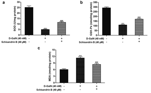 Figure 4. Effects of schisandrin B on oxidative stress indexes in D-GalN-induced L02 cells. (a) The relative SOD activity; (b) The relative GSH-Px activity; (c) The relative MDA content. Data are expressed as mean±SEM. Compared with control, ***P < 0.001; compared with D-GalN, ###P < 0.001