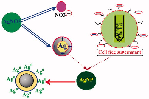 Figure 5. Graph showing the schematic representation of the biomediated synthesis of silver nanoparticle. Silver nitrate (AgNO3) ionises to silver ion (Ag+) and [(NO3)−1]. The bacterial cell wall has loosely extracellular polymeric substance (EPS).