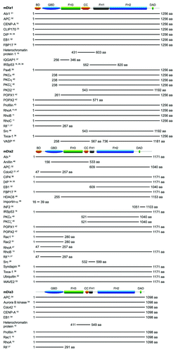 Figure 1. Domain organization and interacting partners of mDia1-3. The shortest fragment(s) known to bind the respective mDia isoforms is shown for each interacting protein. Excluded from this diagram are YWK-II, which binds a 223 aa fragment of hDia1 that shares 96% aa sequence identity with mDia1 (903-1125 aa),Citation56 and INF2, which binds to aa 1181-1262 and aa 1051-1193 of what might be longer splice variants of mDia1 and mDia3 respectively.Citation50 Domain architecture diagrams were created using MyDomains Image Creator (prosite.expasy.org/cgi-bin/prosite/mydomains/).