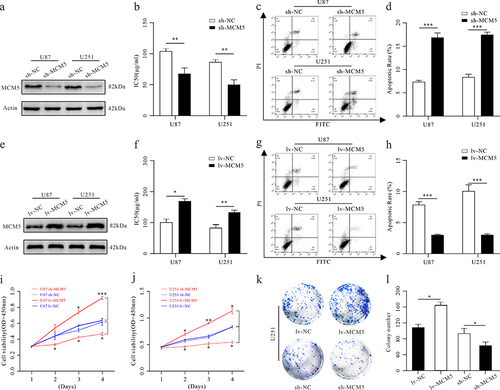 Figure 3 Effect of MCM5 on GBM cell apoptosis, proliferation, and chemosensitivity. (a) Detection of the expression of MCM5 in U87 and U251 cells after MCM5 knockdown transfection (sh-MCM5), compared to control group transfection (sh-NC) by WB. (b) The IC50 detected by the CCK8 assay in U87 and U251 cells after sh-MCM5, compared to sh-NC. ** p < 0.01. (c) The ratio of total apoptosis was examined by flow cytometry in U87 and U251 cells after sh-MCM5, compared to sh-NC. (d) The statistical figure of apoptotic activity in U87 and U251 cells after sh-MCM5, compared to sh-NC. *** p < 0.001. (e) Detection of the expression of MCM5 after MCM5 overexpression transfection (lv-MCM5), compared to control group transfection (lv-NC) by WB. (f) The IC50 detected by the CCK8 assay in U87 and U251 cells after lv-MCM5, compared to lv-NC. * p < 0.05, ** p < 0.01. (g) The ratio of total apoptosis was examined by flow cytometry in U87 and U251 cells after lv-MCM5, compared to lv-NC. (h) The statistical figure of apoptotic activity in U87 and U251 cells after lv-MCM5, compared to lv-NC. *** p < 0.001. (I and j) CCK8 assays were used to evaluate U87 and U251 cell proliferation after sh-MCM5 or lv-MCM5, compared to sh-NC or lv-NC, respectively. * p < 0.05, ** p < 0.01, *** p < 0.001. (k and l) Cell clone formation assay was used to evaluate U251 cell clone formation ability after sh-MCM5 or lv-MCM5, compared to sh-NC or lv-NC, respectively. * p < 0.05.