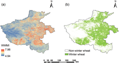 Figure 8. The (a) WWMI image and (b) winter wheat map generated using the WWMI in Henan Province for 2020.