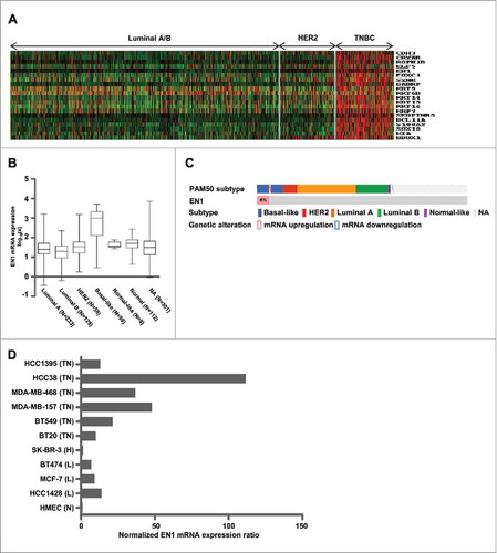 Figure 1. EN1 mRNA expression is highly expressed in the TNBC subtype. (A) The top-ranked 20 genes differentially expressed in TNBC were identified by analyzing public microarray datasets utilized in our previous report.Citation46 (B) EN1 mRNA expression in breast cancer was evaluated in a dataset of 939 samples from The Cancer Genome Atlas (TCGA). Bar indicates the median value. (C) EN1 upregulation was evaluated in a dataset of 825 samples from TCGA, and the presented figure was generated using cBioPortal software (www. cbioportal.org). (D) EN1 mRNA expression was quantified via quantitative real-time (qRT)-PCR in breast-cancer cell lines and expressed relative to the calculated EN1/HPRT expression ratio. N, normal epithelial; L, luminal A/B; H, HER2; TN, TNBC.