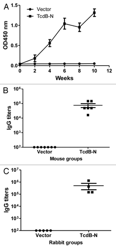 Figure 3. TcdB-N-specific IgG responses measured by ELISA. (A) Temporal TcdB-N-specific antibody responses in mouse sera (at 1:500 dilution) immunized with either the vector or TcdB-N DNA vaccine. Each curve represents the mean OD values plus standard deviation for each mouse group. The arrows indicate the time points of DNA immunizations. (B and C) Peak level serum TcdB-N-specific IgG titers in individual mice (B) and rabbits (C), both at two weeks after the 4th DNA immunization, respectively. Each dot represents one animal.