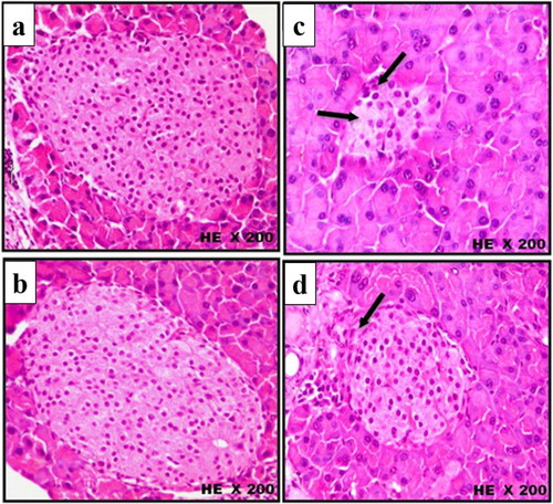 Figure 6. Histological changes in islets of Langerhans of mice pancreas after treatment intraperitoneally with scorpion extract for five weeks showing islets shape and covering connective tissue. (a) Normal control group, (b) scorpion extract (300 mg/kg), (c) diabetic group by alloxan and (d) diabetic received scorpion extract. Hematoxyline and Eosin (H&E) stain at magnification power ×200.