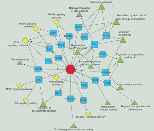 Figure 5.  Predicted targets of miR-214-3p and their annotated GO and pathway terms.miR-214-3p is indicated by a red circle. Its target genes are indicated by blue squares. GO and pathway terms are represented by green triangles and yellow diamonds, respectively.