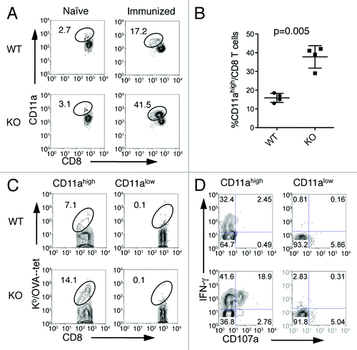 Figure 4. CD11ahigh CD8+ T cells represent antigen-primed effector T cells. Spleen cells from naïve or immunized WT and B7-H1-deficient mice were analyzed by co-staining with anti-CD11a and Kb/OVA tetramer or functional markers. (A) Percentage of CD11ahigh CD8+ T cells from WT and B7-H1-deficient immunized mice. (B) Graph shows average percentage of CD11ahigh CD8+ T cells from WT and B7-H1-deficient immunized mice (mean ± SD, n = 4). (C) Percentage of antigen-specific tetramer+ (Kb/OVA-tet) cells in CD11ahigh and CD11alow CD8+ T cell population. (D) CTL functional assay of CD11ahigh and CD11alow CD8+ T cells after a brief re-stimulation in vitro. Degranulation of CTLs was analyzed by CD107a mobilization, followed by intracellular staining for IFN-γ. Numbers indicate percentages of gated areas. One of three independent experiments is shown.