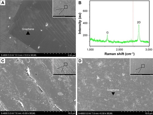 Figure 1 (A) SEM of graphene on copper foil (n=3); inset, high resolution. (B) Raman spectra (633 nm laser length) obtained from graphene on copper foil. The G (1,580 cm−1) and 2D (2,670 cm−1) bands were the most prominent features in the graphene sample (n=3). (C) SEM of the CFR-PEEK scaffold (n=3); inset, high resolution. (D) SEM of the G-CFR-PEEK scaffold (n=3); inset, high resolution.Abbreviations: CFR-PEEK, carbon fiber-reinforced polyether ether ketone; G-CFR-PEEK, graphene-modified carbon fiber-reinforced polyether ether ketone; SEM, scanning electron microscopy; 2D, two-dimensional.