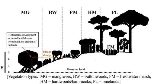 Figure 2. Different vegetation types appear as the response to the changing elevation (figure taken from Lopez et al. Citation2004). Developed areas usually occur between mangrove and buttonwood (Lopez et al. Citation2004)