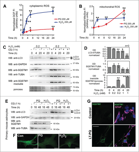 Figure 5. Inhibition of autophagy in astroglial U373 cells and in primary astrocytes by PQ is mediated by oxidative stress. (A) ROS induction by PQ and H2O2 as detected by CA-DCF-DA in U373 cells. Live fluorescence of cell monolayers was analyzed by fluorometry 1 h after staining with CA-DCF-DA. (B) Mitochondrial ROS induction by PQ and H2O2 as detected by MitoSox staining and flow cytometry in U373 cells. Statistical analysis for (A) and (B): one-way ANOVA followed by Dunnett's post-test, n = 6 samples for each CA-DCF-DA group, 6 groups; n = 4 −5 samples for each MitoSox group, 4 groups; *P < 0.05, **P < 0.01. (C) H2O2 inhibits basal autophagy in U373 cells. The cells were treated with H2O2 (0.2 or 1 mM) for the indicated times, +/− CQ (50 μM, added 1 h before the lysis). LC3 and SQSTM1 expression was analyzed by WB after 15% and 8% SDS-PAGE, respectively. (D) Densitometric analysis of LC3-II (+CQ) and SQSTM1 bands (no CQ) from (C). Mean +/− SEM from 3 independent experiments. Statistical analysis: 2-way ANOVA followed by Bonferroni post-test, time vs concentration, n = 3 samples for each group, 5 groups for each OD analysis; *P < 0.05, **P < 0.01, compared to vehicle-treated cells. (E) Inhibition of autophagy in primary astrocytes in response to prolonged oxidative stress. Primary cultures of astrocytes isolated from mouse cortex were treated or untreated with PQ (100 μM) or H2O2 (1 mM) +/− CQ (50 μM, 3 h before lysis) and analyzed for markers of autophagy as described in (C). (F) 48 h before the treatment described in (E) the astrocytes were transfected with GFP-LC3 construct and analyzed for the presence of green dots. Representative, extended focus confocal images of GFP-LC3-expressing cells, pretreated for 3 h with CQ (50 μM), are shown. Bar: 10 μm. (G) Upregulation of SQSTM1 aggregates in primary mouse astrocytes exposed to prolonged treatment with PQ. Eight d after isolation primary cells were split and then cultured in the presence (LT-PQ) or absence (Control) of 3 μM PQ for 7 d. Primary cultures were then stained for GFAP and SQSTM1 and analyzed by confocal microscopy. Bar: 20 μM.