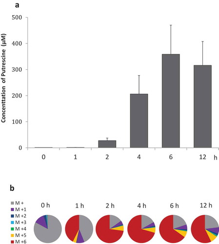 Figure 2. Isotope-labelled putrescine in faecal cultures Time course of (a) putrescine concentrations and (b) ratios of isotope-labelled putrescine in faecal cultures supplemented with isotope-labelled arginine (n = 3), as measured by GC-MS.