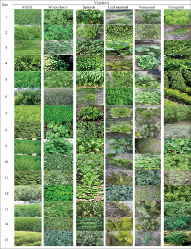 Figure 1. Pictorial view of leafy vegetables grown at different agroecological sites.