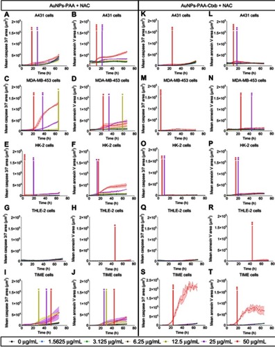 Figure 8 Live cell imaging for caspase 3/7 activation (left panels) and annexin V labeling (right panels) in A431 cells (A and B, K and L), MDA-MB-453 cells (C and D, M and N), HK-2 cells (E and F, O and P), THLE-2 cells (G and H, Q and R) and TIME cells (I and J, S and T). The cell lines were co-exposed to increasing concentrations of AuNPs-PAA or AuNPs-PAA-Ctxb and 2 nM of NAC. Time-lapse pictures were taken every 2 h for 72 h. The results are expressed as the mean area of caspase 3/7 or annexin V per well ± SE and are obtained from at least three replicates. A significant increase in caspase 3/7 activity and annexin V labeling compared to unexposed control cells was calculated by a two-way ANOVA and a Dunnett post-hoc test. The start of significance is visualized by vertical bars (*p<0.05, **p<0.01, ***p<0.001 ****p<0.0001).Abbreviations: A431, human epidermoid cancer cells; ANOVA, analysis of variance; AuNPs-PAA, polyallylamine-coated gold nanoparticles; Ctxb, Cetuximab; HK-2, human kidney cells; MDA-MB-453, human breast cancer cells; SE, standard error; NAC, N-acetyl L-cysteine; THLE-2, human liver cells; TIME, human telomerase immortalized microvascular endothelial cells.